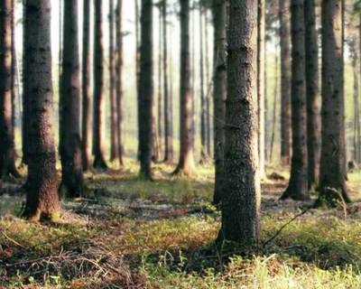 Braga debate "Sustentabilidade da floresta: pragas e doenças"