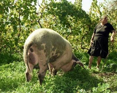 Bragança reflete sobre a importância da mulher na Agricultura