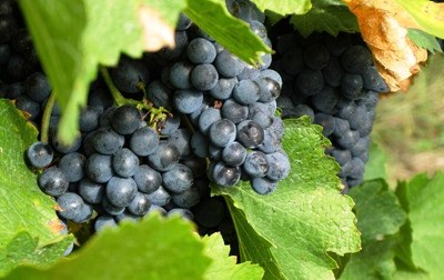 Bruxelas aprova aumento da área de vinha