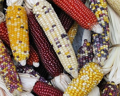 Bruxelas autoriza cinco OGM para importação e renova para o milho 1507