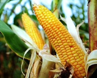 Bruxelas autoriza uso de dez novos OGM