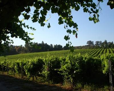 Bruxelas cofinancia promoção de vinho verde português com um milhão de euros