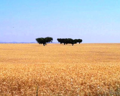 Bruxelas dá luz verde a antecipação de pagamentos a agricultores afetados pela seca