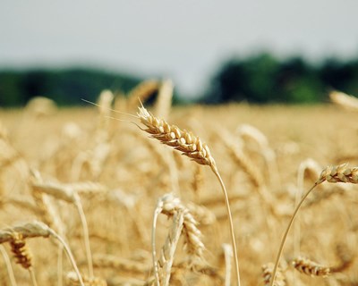 Bruxelas propõe ajuda aos agricultores e quer monitorizar stocks de cereais