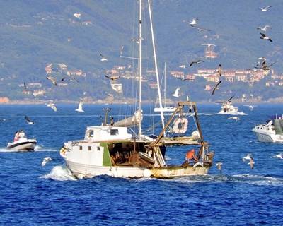 Bruxelas propõe pescar mais tamboril e menos pescada e bacalhau