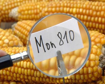 Bruxelas publica lista de 19 países que pedem proibição do milho MON 810