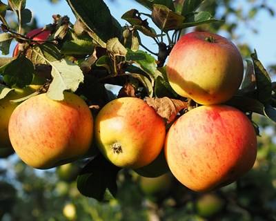 Bruxelas reforça apoio ao setor das frutas e legumes