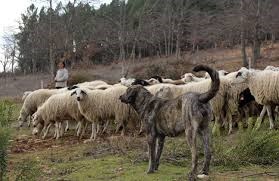 Cabeceiras de Basto apoia produção pecuária, agrícola e florestal