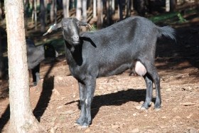Cabra Preta de Montesinho é a mais recente raça protegida de Trás-os-Montes