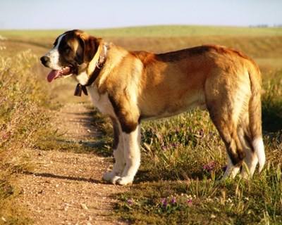 Cães de Gado trazem cientistas a Portugal