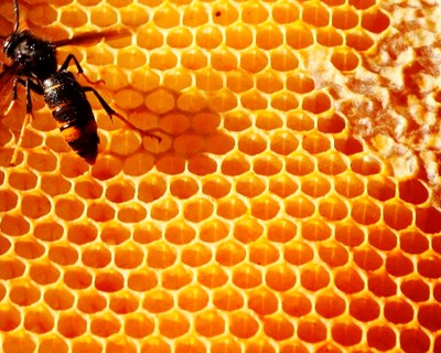 Câmara da Póvoa de Lanhoso continua combate à vespa asiática