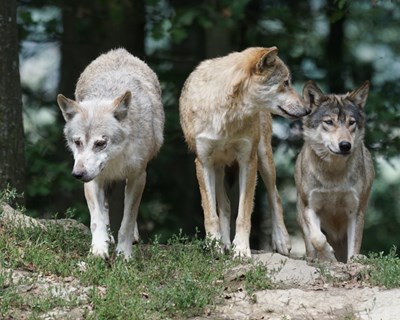 Câmara de Montalegre apoia agricultores com prejuízos causados por lobos