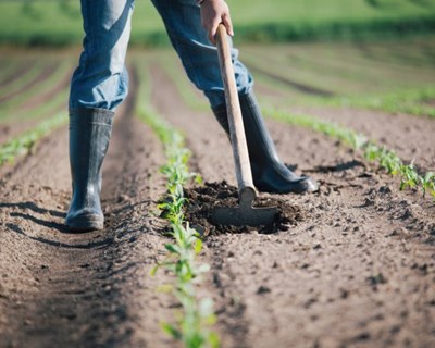 Inovterra lança "Campo, chave na mão", o projeto que quer trazer novos agricultores para o interior