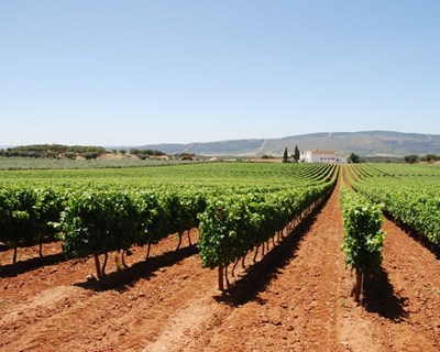 Candidaturas à reserva de direitos de plantação de vinha até 30 de março