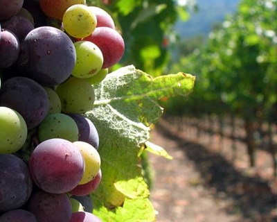 Cantanhede: Biocant promove debate sobre diversidade genética para a viticultura