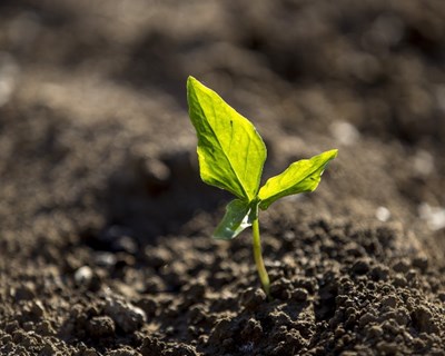 CAP apela à valorização da Agricultura e do mundo rural