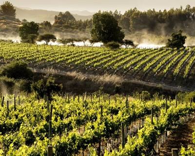 Capoulas Santos defende investimentos na vitivinicultura