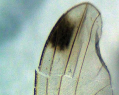 Captura de Drosophila suzukii em armadilhas alimentares
