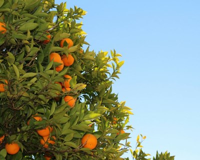 Centro de Frutologia já formou cerca de 60 empreendedores frutícolas