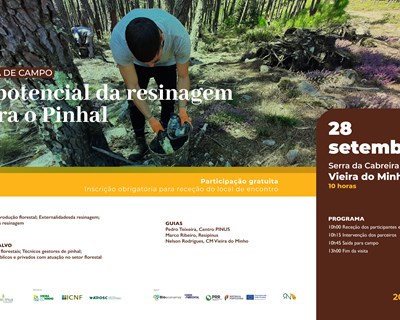 Centro PINUS e RESIPINUS organizam visita de campo “O potencial da resinagem para o pinhal”