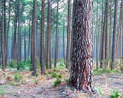 Centro Pinus promove prémio de jornalismo florestal