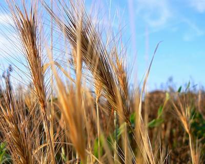 Cereais com produção mundial recorde em 2014