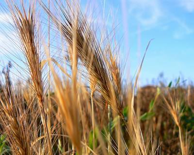 Cereais com produção mundial recorde em 2014