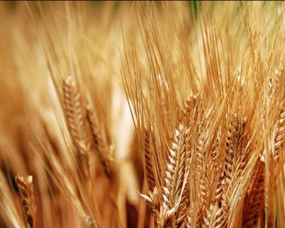 Cereais: Conselho Internacional revê em alta previsões para a campanha 2015/2016