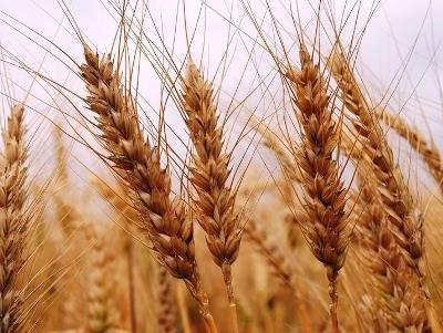 Cereais: previsões apontam para produção recorde