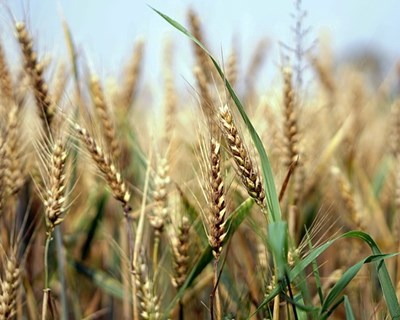 Cereais: produtores europeus preocupados