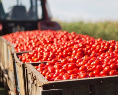 Chaves é dos primeiros munícipios a reabrir o mercado local para produtores agrícolas locais escoarem produção