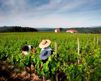 China é o segundo país com maior área de cultivo de vinha