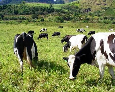 China vai construir a maior exploração de vacas leiteiras do mundo