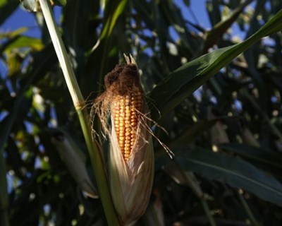 Chineses introduzem em São Tomé cultivo de milho modificado para ração animal