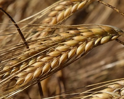 Chuva em março potenciou o aumento da produtividade dos cereais