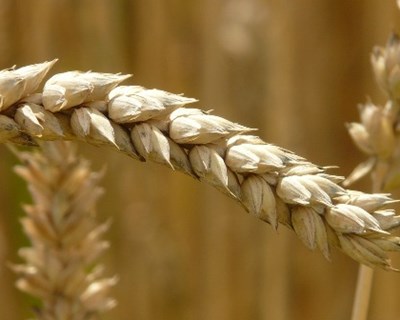 CIC revê em alta produção mundial de cereais