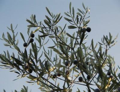 Cientistas analisam genoma da oliveira