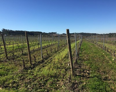 Cientistas da Universidade de Coimbra avaliam impacto da utilização de pesticidas em vinhas da Bairrada