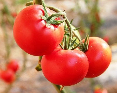 Cientistas usam tomate para produzir substâncias benéficas para a saúde