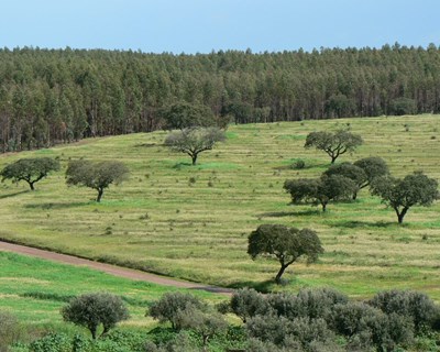 Clube de Produtores Florestais Navigator reúne 200 parceiros sobre capacitação dos agentes e valorização da floresta