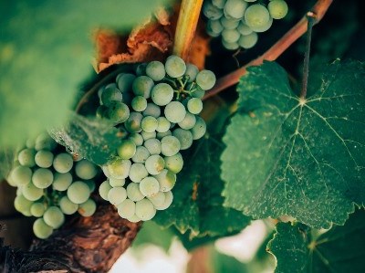 Cluster da Vinha e do Vinho reconhecido pelo Governo