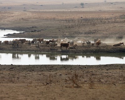 CNA diz que medidas de combate à seca são «insatisfatórias»