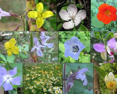 Coimbra promove passeio sobre biodiversidade nas plantas aromáticas e medicinais
