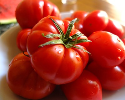 Colheita confirma aumento do rendimento unitário do tomate para a indústria nacional