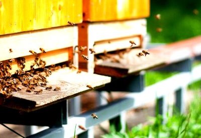 Colmeias inteligentes que salvam abelhas