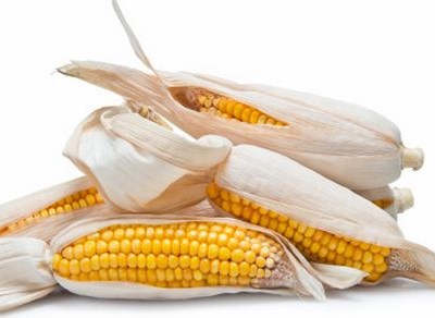Comissão Europeia autoriza dois novos OGM’s