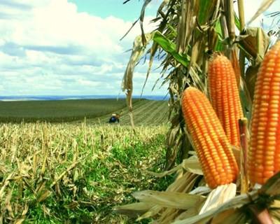 Comissão Europeia autoriza vários milhos geneticamente modificados