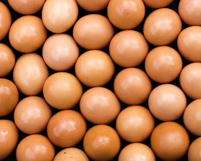 Comissão Europeia convoca reunião sobre ovos contaminados
