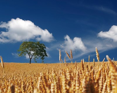 Comissão Europeia quer uma política verde com menos 50% dos fertilizantes e mais agricultura biológica