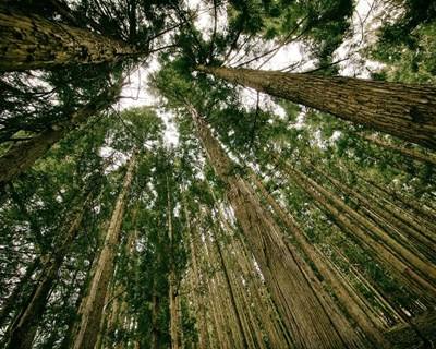 Condução de regeneração natural de pinheiro bravo é tema de workshop